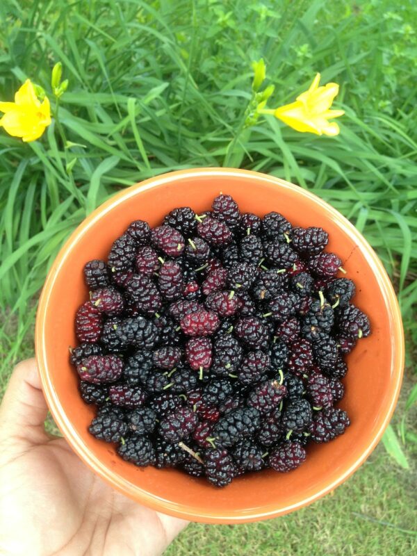 berries, mulberries, bowl-329448.jpg