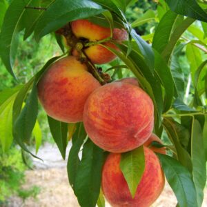 peach, fruit, mature-846962.jpg